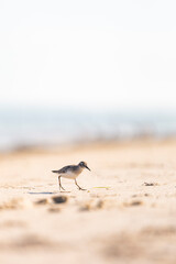 Plover in the Sand