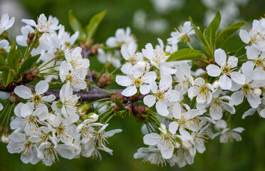 delicate cherry flowers among green leaves