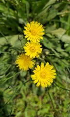 yellow dandelion flower