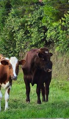 cow in the field