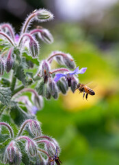 Honey Bee Flying Close To Flower of Borage Plant In The Garden