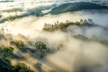 Morning mist in the middle of the western forest of Thailand