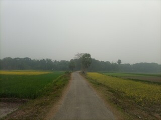 road in the field
