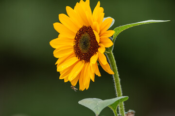 A closeup of a single blooming yellow sunflower plant with multiple lush green leaves. The flower head has long yellow petals, and the center of the bloom has a pattern of brownish red seeds.