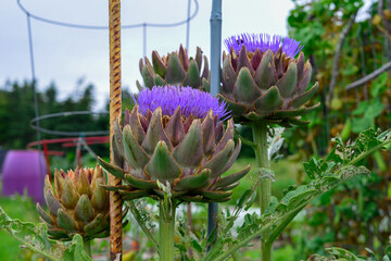 Closeup of multiple lush vibrant green waxy organic artichoke heads on leafy plant stems. The thick...