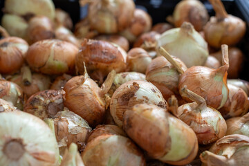 A large bunch of unpeeled raw yellow onions. The bulb vegetable is an organically grown produce. The Spanish onion or food item has a thin papery skin of a golden color. They are a ripe healthy crop.