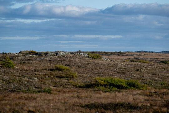 A wide area of arctic tundra with dwarf shrubs, moss, plants, grass, sedges, organic materials, and rocky coastline. The cold barren land is plain and treeless vegetation. The sky is cloudy blue.