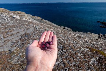 A female has her hand extended displaying vibrant red partridgeberries, cranberries, and lingonberries in her palm. The sun is shining on the pale white skin of the woman.   The background is ocean.