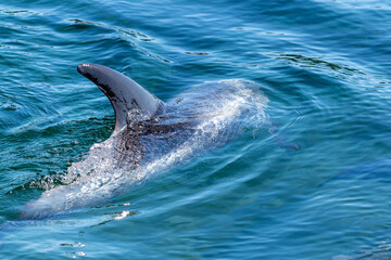 A closeup of a small wild dolphin swimming in the cold Atlantic Ocean. The young mammal has a grey...
