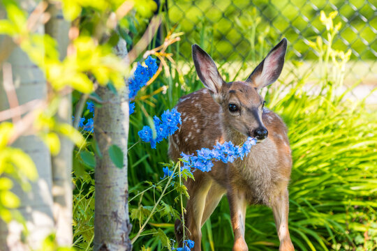 Baby White-tailed Deer Fawn animal wildlife close up portrait. Cute spotted baby deer eating flowers