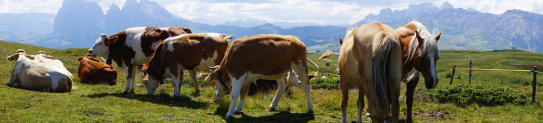 Panorama of horses and cows grazing and resting