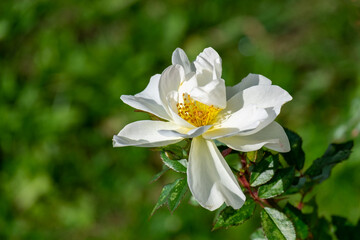 Naklejka na ściany i meble A single wild white prairie rose, climbing rose. It is a rose or rosa. The flower has multiple petals, long arching canes, and dark green foliage. The lush leaves have a serrated edge. 