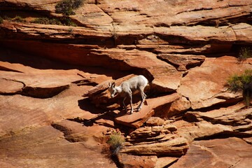 Fototapeta premium Rocky Mountain sheep ( Ovis canadensis ) climbing