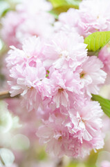 Pink cherry blossoms in a natural orchard setting. Perfect for conveying the beauty of nature, such as floral banners, spring-themed designs, or serene background for diverse creative projects.