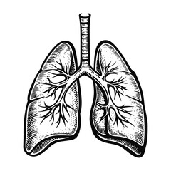 Respiratory organ lungs, icon for your holistic health and fitness business, lung center, clinics and health care concept. Vector illustration.