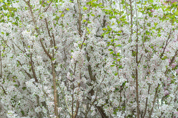 Delicate white blossoms adorn fruit tree branches, exuding pure elegance and tranquillity. Perfect for enhancing spring-themed designs and creating serene atmospheres.