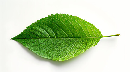 Fototapeta premium Green leaf isolated on white background. Generative AI illustration