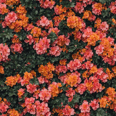 Obraz premium red and yellow chrysanthemum