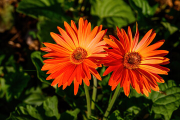 Colored Gerbera flowers blooming in the garden. Gerbera L. is a genus of plants in the Asteraceae.