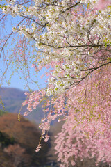 茅野市上川沿いのしだれ桜と大島桜