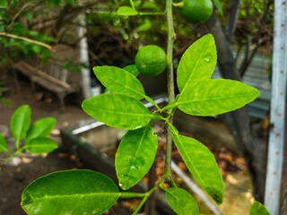 Citrus fruit is round and green, the leaves are also green