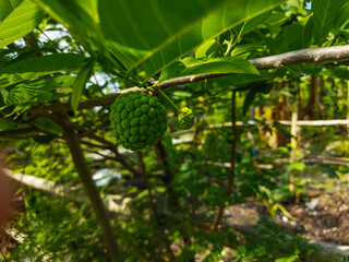 The small fruit of Annona squamosa is green, the young leaves are also green, and the color of the flowers is slightly yellowish