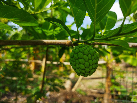 The small fruit of Annona squamosa is green, the young leaves are also green, and the color of the flowers is slightly yellowish