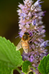 Honey bee pollinating a lavender flower enjoying the fragrant blossom and pollen in the garden