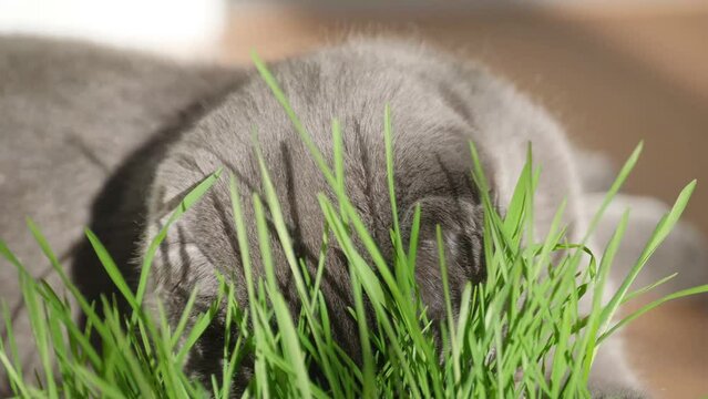 Close-up of a cat eating fresh green grass. Pet care. Vitamins for cat digestion