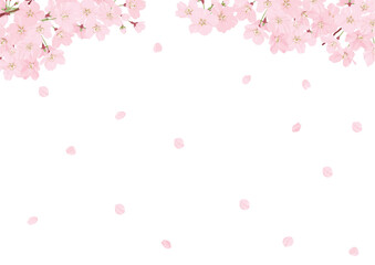 桜の背景素材　白バック