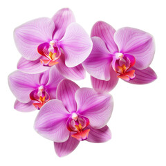 purple orchid blossom, violet orchid flower isolated on a transparent background