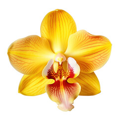 yellow orchid blossom, yellow orchid flower isolated on a transparent background