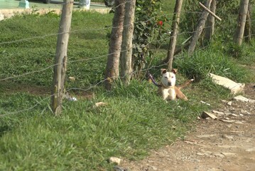 dog, horse, animal, black, pet, farm, mammal, nature, field, canine, grass, animals, brown, white, isolated, puppy, running, sky, foal, mare, domestic