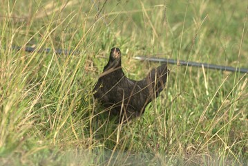 chicken, hen, bird, farm, animal, white, poultry, rooster, agriculture, isolated, feather, fowl, red, beak, chick, farming, livestock, nature, cockerel, domestic, grass, young, feathers, bantam, food