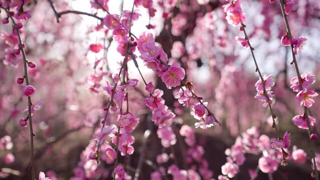 満開のしだれ梅/春の訪れ18