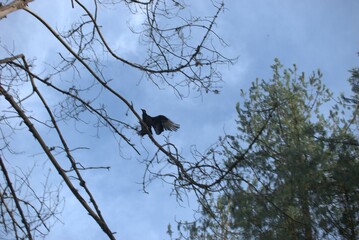 tree, nature, sky, bird, branch, trees, spring, blue, winter, birds, forest, branches, black, animal, crow, plant, wood, white, silhouette