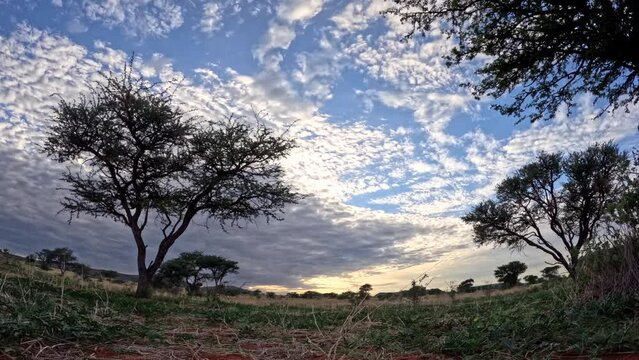 A brief time-lapse captures the dynamic evolution and graceful dance of clouds across the stunning African landscape of the Southern Kalahari with acacia trees in the frame.
