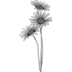 Hand drawn Chamomile Flowers Sketch Illustration