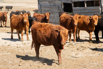 Cattle in dry desert ranch with wooden structure in background. 