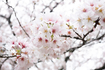 春の風物詩・満開の桜の花