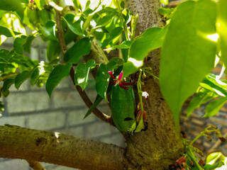 Averrhoa bilimbi fruit has a sour taste