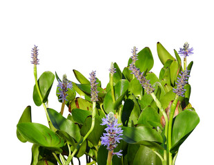 Pontederia cordata (Pickerelweed) Native North American Wetland Plant with Blooming Wildflower...