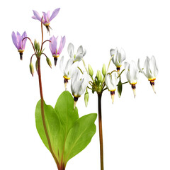 Dodecatheon meadia (Prairie Shooting Star) Native North American Prairie Wildflower Isolated on White Background
