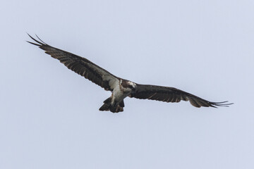 The beautiful flight characteristics of Brahminy Kite, White-bellied Sea-eagle, and Osprey in Thailand.
