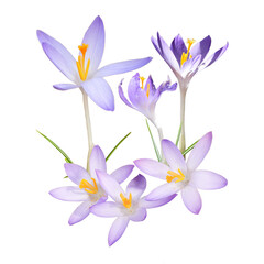 Woodland Crocus Flowers Blooming Isolated on White Background