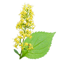 Isolated Zigzag Goldenrod (Solidago flexicaulis ) Woodland Wildflower Isolated on White Background 