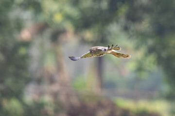 The beautiful flight characteristics of Brahminy Kite, White-bellied Sea-eagle, and Osprey in Thailand.