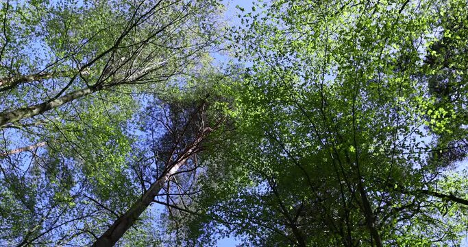 trees with the first foliage in the forest in the spring season, the first foliage on trees in the spring season