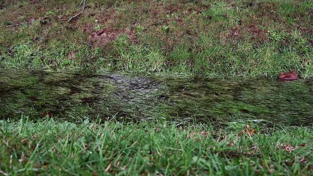 Rainwater running in a drainage system ditch filled with green grass after a heavy rain, as a nature background
