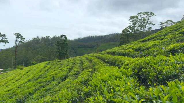 Panoramic view of tea fields in Taiwan. Action. Hillside tea plantations with cloudy sky above.